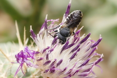 Megachile