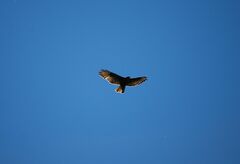 Buteo buteo insularum