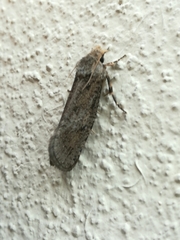 Acrolophinae