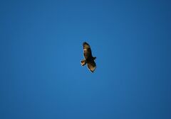 Buteo buteo insularum
