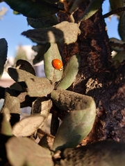 Harmonia axyridis