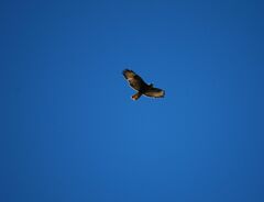 Buteo buteo insularum