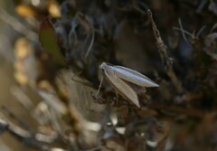Pleurota aristella