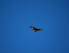 Buteo buteo insularum
