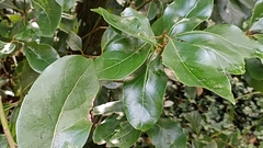 Laurus azorica