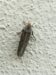 Acrolophinae