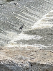 Nycticorax nycticorax