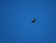 Buteo buteo insularum