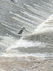 Nycticorax nycticorax