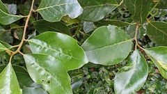 Laurus azorica