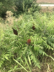 Rhus glabra