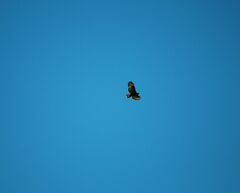 Buteo buteo insularum