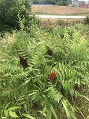 Rhus glabra