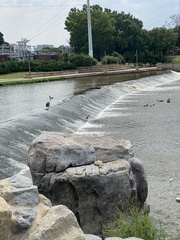 Nycticorax nycticorax