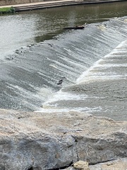 Nycticorax nycticorax