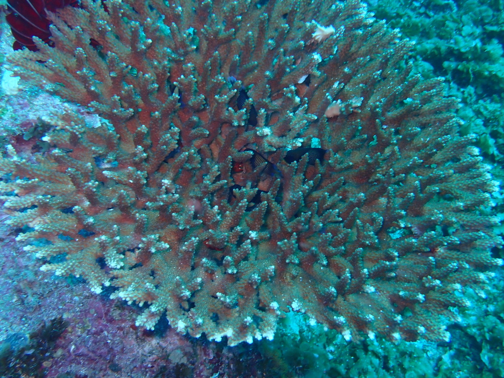 Acropora solitaryensis