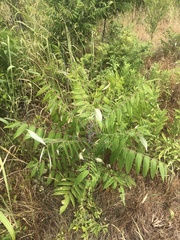 Rhus glabra