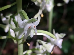 Platanthera macrophylla