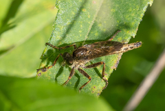Machimus snowii