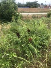 Rhus glabra
