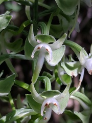 Platanthera macrophylla