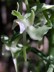 Platanthera macrophylla