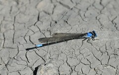 Argia apicalis