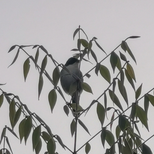 Cinereous Warbling Finch (Microspingus cinereus), photo 3