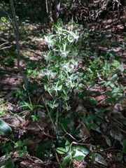 Platanthera macrophylla