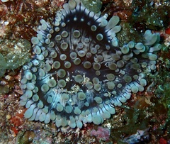 Heteractis