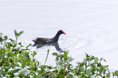 Gallinula galeata