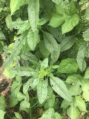 Amaranthus