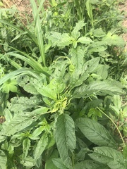 Amaranthus