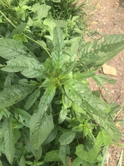 Amaranthus