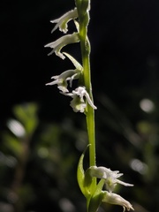 Spiranthes lacera lacera