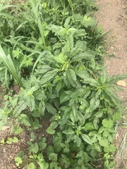 Amaranthus
