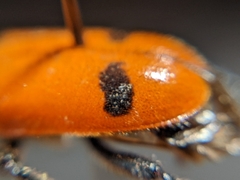 Enoclerus spinolae