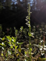 Spiranthes lacera lacera
