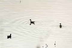 Himantopus mexicanus