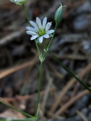 Stellaria longipes