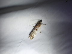 Pempelia compositella