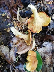 Cantharellus ferruginascens