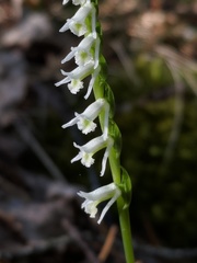 Spiranthes lacera lacera