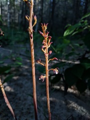 Corallorhiza maculata maculata