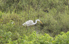 Ardea alba