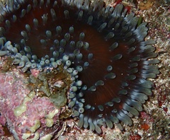 Heteractis