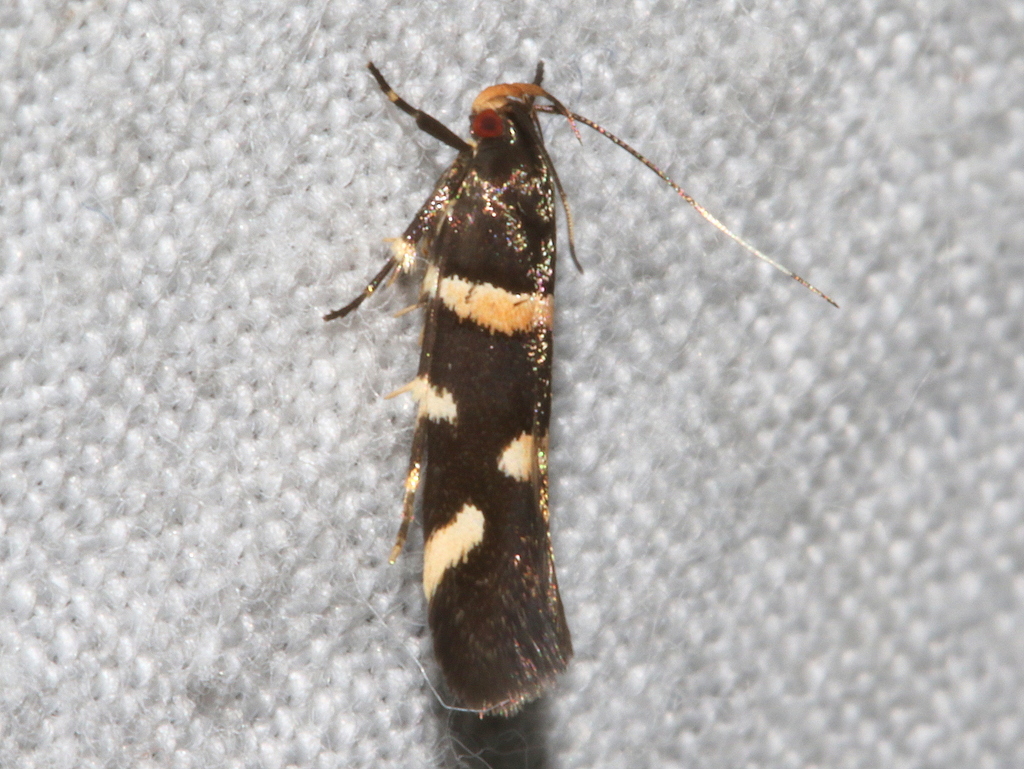Macrobathra alternatella