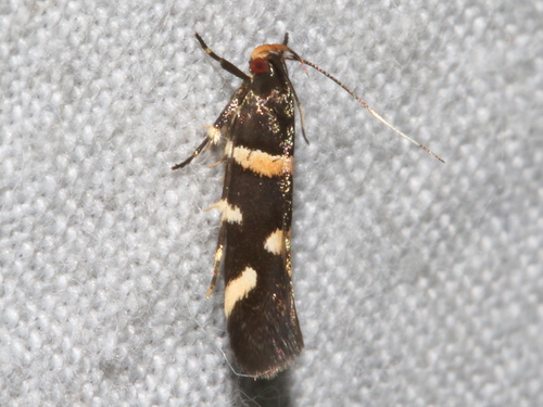 Macrobathra alternatella (Walker, 1864)