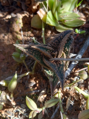 Haworthiopsis nigra