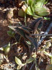 Haworthiopsis nigra